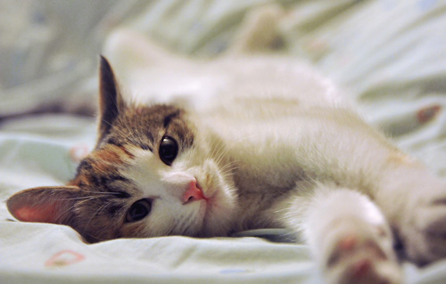 被猫咬了会得狂犬病吗 首先做好现场救护工作