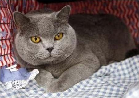 孟买猫拉稀吃什么 拉稀的原因