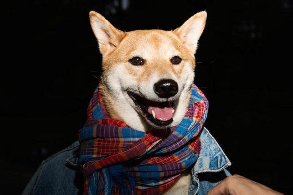 月入九万的狗 狗界高富帅秒杀小白领