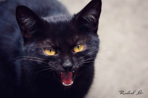 怎么训练孟买猫大小便 把握好训练的时机