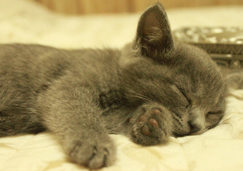 如何训练猫咪游泳 详细训练步骤