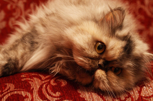 波斯猫拉肚子 食物问题还是疾病问题