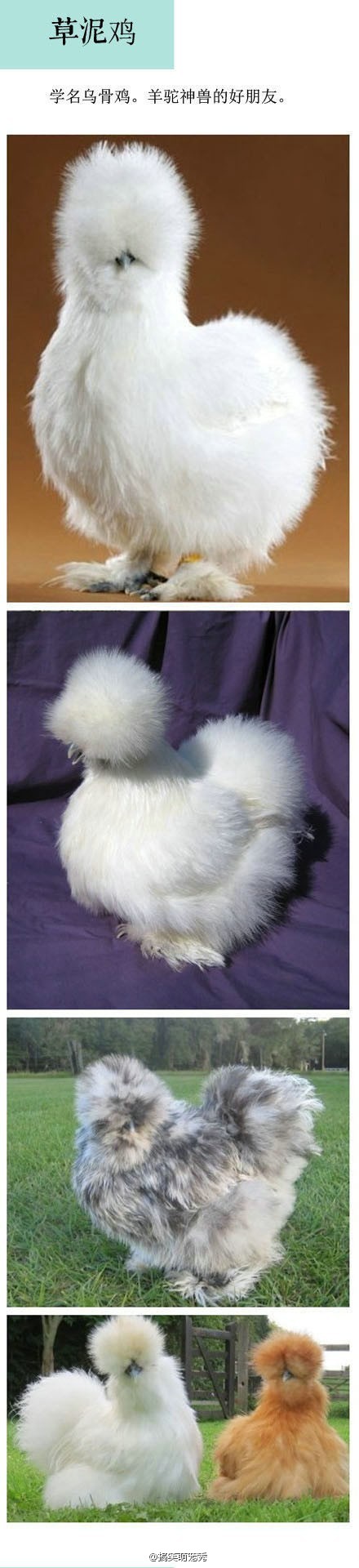 草泥鸡。。。