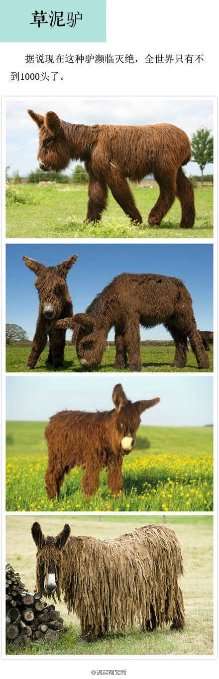 草泥驴。。。