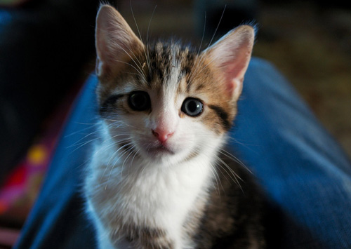 猫一天拉几次 训练猫咪自己上厕所