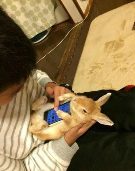 这样紫看起来他们家的兔子就像变成了手机壳一样惹