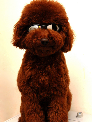 泰迪吃什么狗粮好 对比几款狗粮的价格