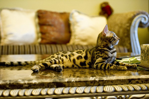 埃及猫图片 如何训练有窍门