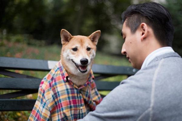 月入九万的狗 狗界高富帅秒杀小白领