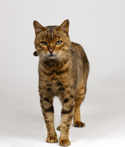 猫能剃毛吗 专家都不推荐给宠物剃毛