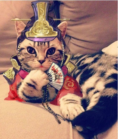 纯种埃及猫有哪些特征 体形毛色及性格