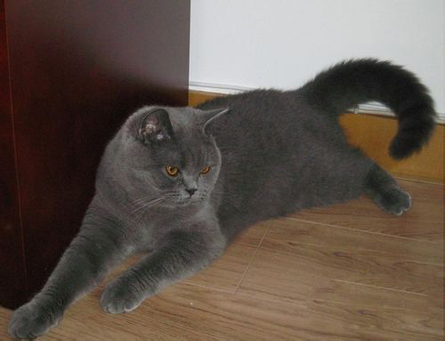 哪里有卖猫的 缅甸猫的品种有哪些