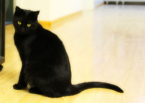 如何训练孟买猫用马桶 详细训练过程