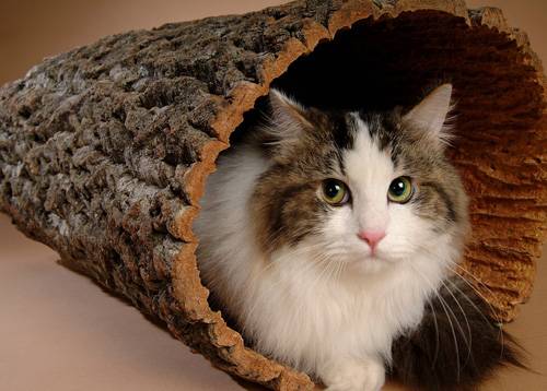 怎样训练猫用马桶 六个简单的步骤