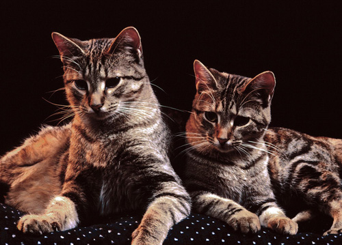 埃及猫的传说 一段神奇的传说