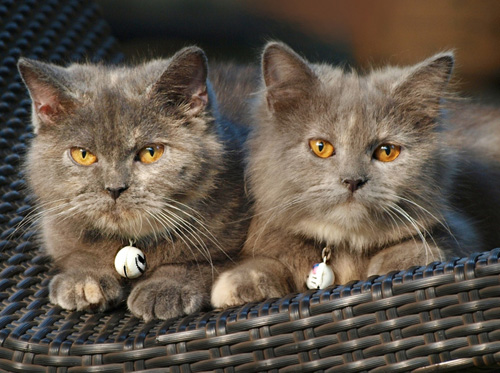 波斯猫怎么养 需要注意的是什么