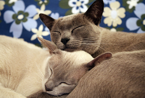 精致的缅甸猫咪照片 不一样的眼神