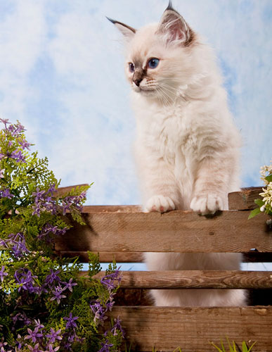 缅甸猫的绝育手术要多少钱 