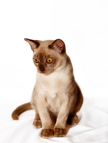 精致的缅甸猫咪照片 不一样的眼神