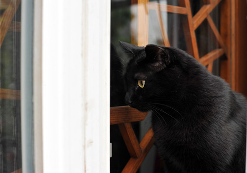 流浪猫能养吗 先到医院检查身体情况