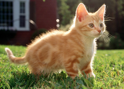 猫一天吃几顿 猫咪的合理饮食习惯