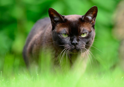 宠物猫的品种 猫咪是如何分类的