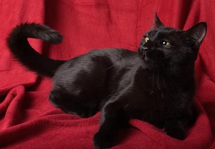 孟买猫的寿命 日常照顾要用心