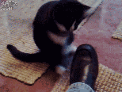 喵星人的王八拳~