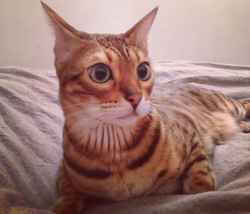 给猫吃什么好 饲喂猫咪不能太随意了