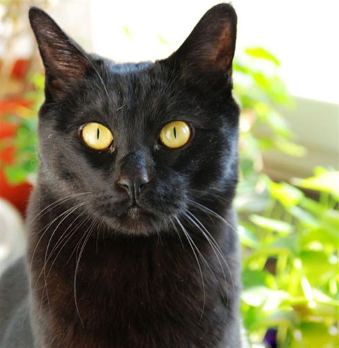 孟买猫呕吐吃什么 日常预防和照顾