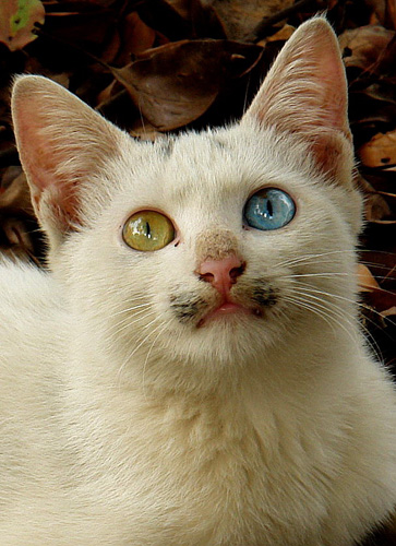 什么是波斯猫 性情温文尔雅聪明敏捷