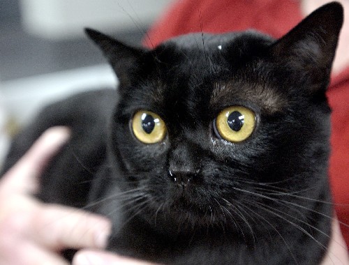 幼猫能喝牛奶吗 喝牛奶容易拉肚子