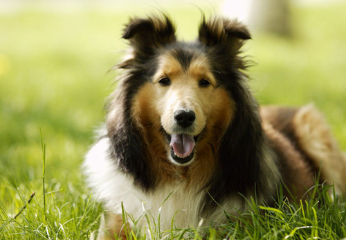 如何训练狗游泳 选择好的游泳场所