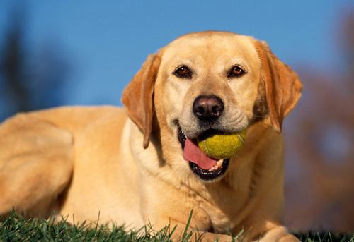 狗狗睡觉抽搐 外界因素可能导致抽搐