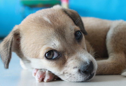 贵宾犬乱叫怎么办 大声的训斥止吠