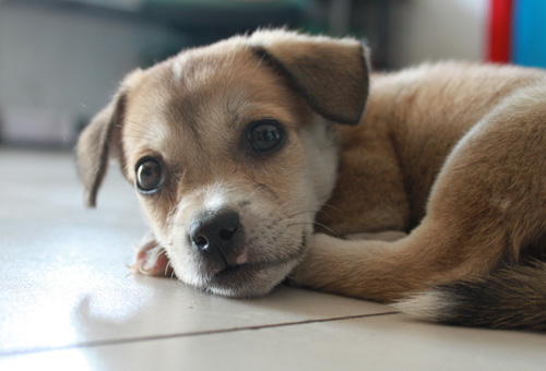 狗狗为什么是色盲 是不是只能看见黑白色