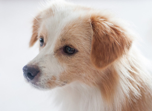 狗狗是色盲么 跟想象的不一样