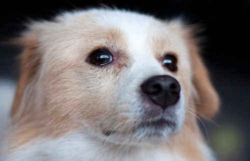 狗狗生理期注意事项 保持其身体干净