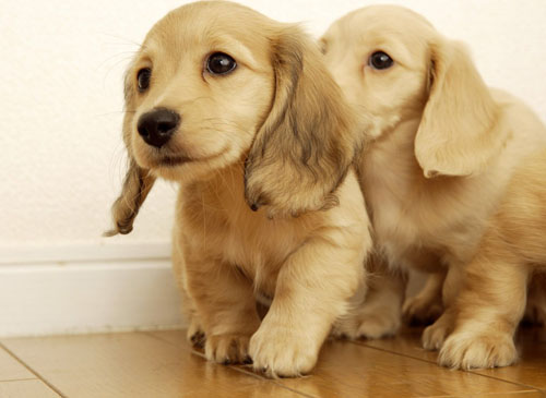 狗做梦会梦见什么 做梦时会抽动耳朵