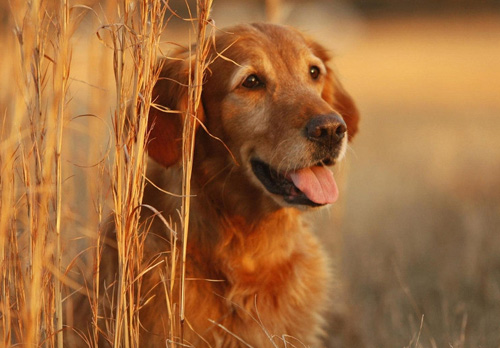 怎么看狗身上有跳蚤 如何在家简单地处理