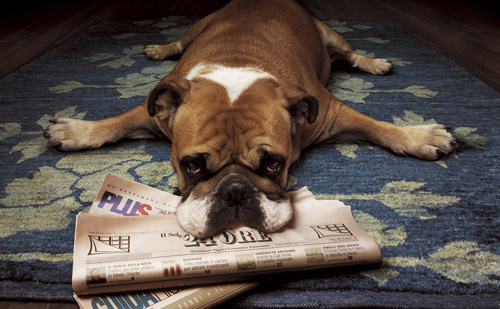 晚上狗一直叫 可能是地位受到侵犯