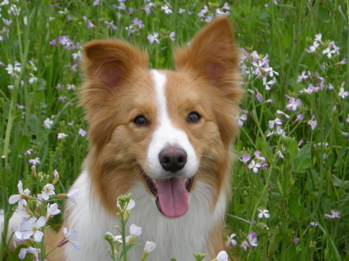 火车狗狗托运 火车托运的价格