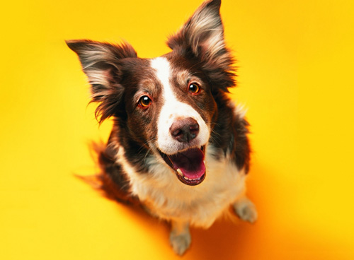 狗狗生理期多久 生理周期的经过