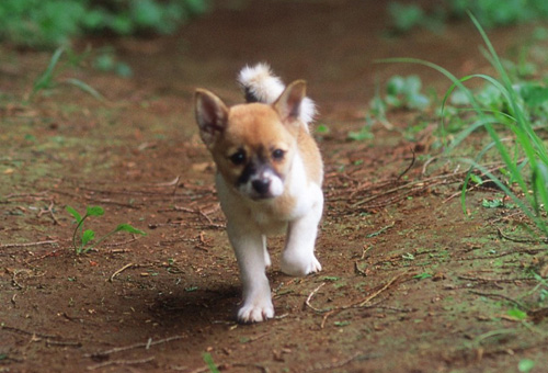 狗一天睡多久 为什么需要那么长睡眠
