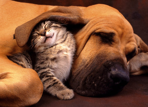 一岁狗狗睡觉抽搐 什么原因导致