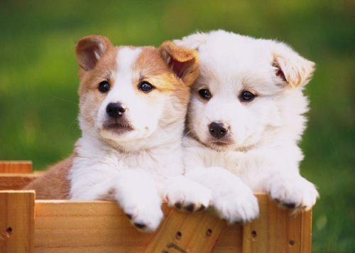 狗狗生理期注意什么 最好不要洗澡