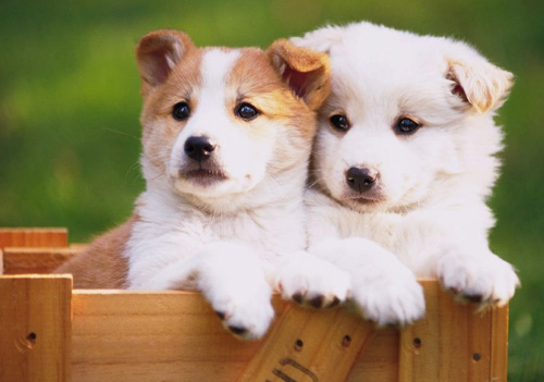 小狗能吃狗粮吗 幼犬喂食需谨慎