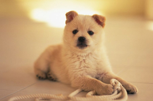 狗狗一直睡觉正常吗 哪些疾病导致它嗜睡