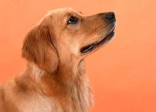 金毛狗身上有细菌吗 皮肤病如何预防