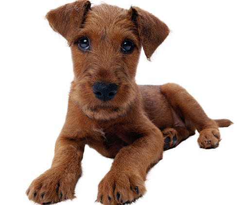 狗与猫是不是都会做梦 做梦的表现